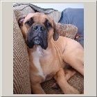 Kenoa and Clints Kazi 08.JPG